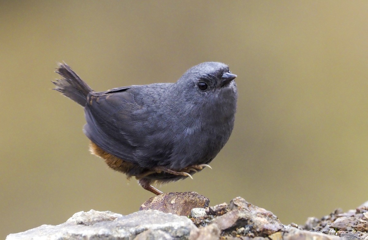 Vilcabamba Tapaculo - Andrew Spencer