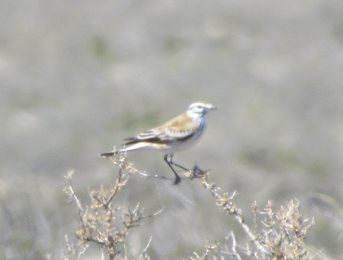 rustryggtyrann - ML374801811