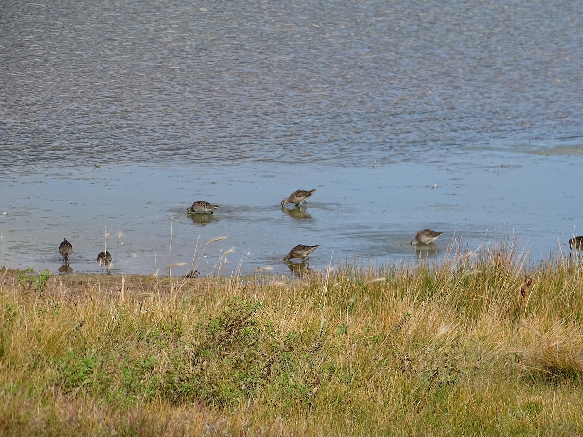 Long-billed Dowitcher - ML374803111