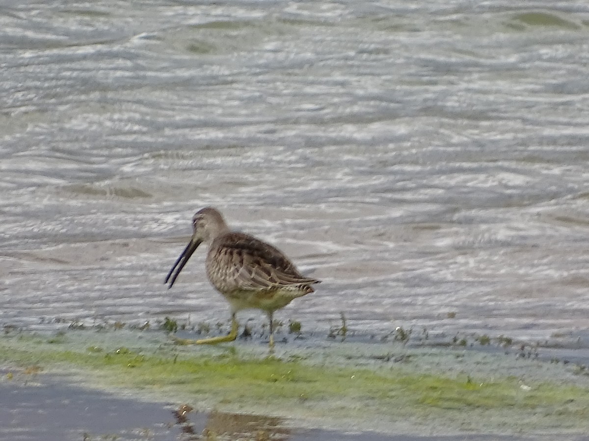 Long-billed Dowitcher - ML374803421
