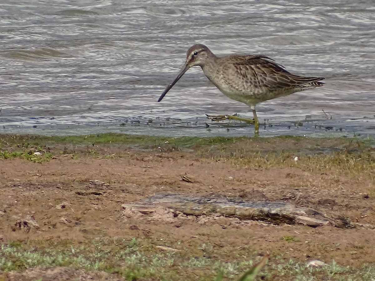 Long-billed Dowitcher - ML374803551