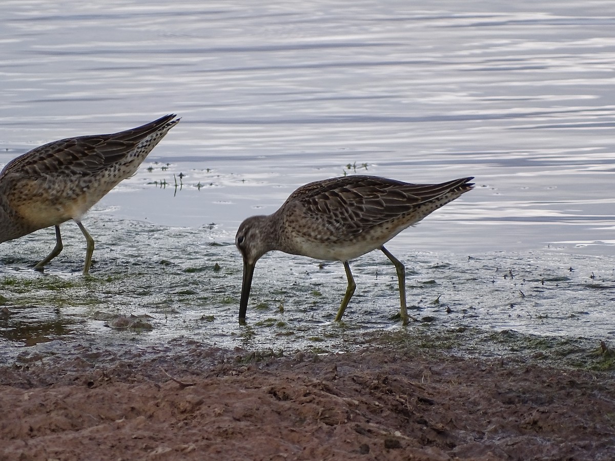 Long-billed Dowitcher - ML374804201