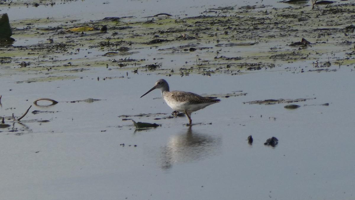 Greater Yellowlegs - ML374804391