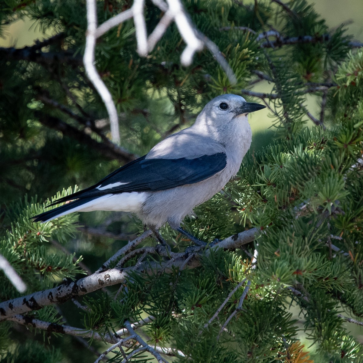 Clark's Nutcracker - John Killiany
