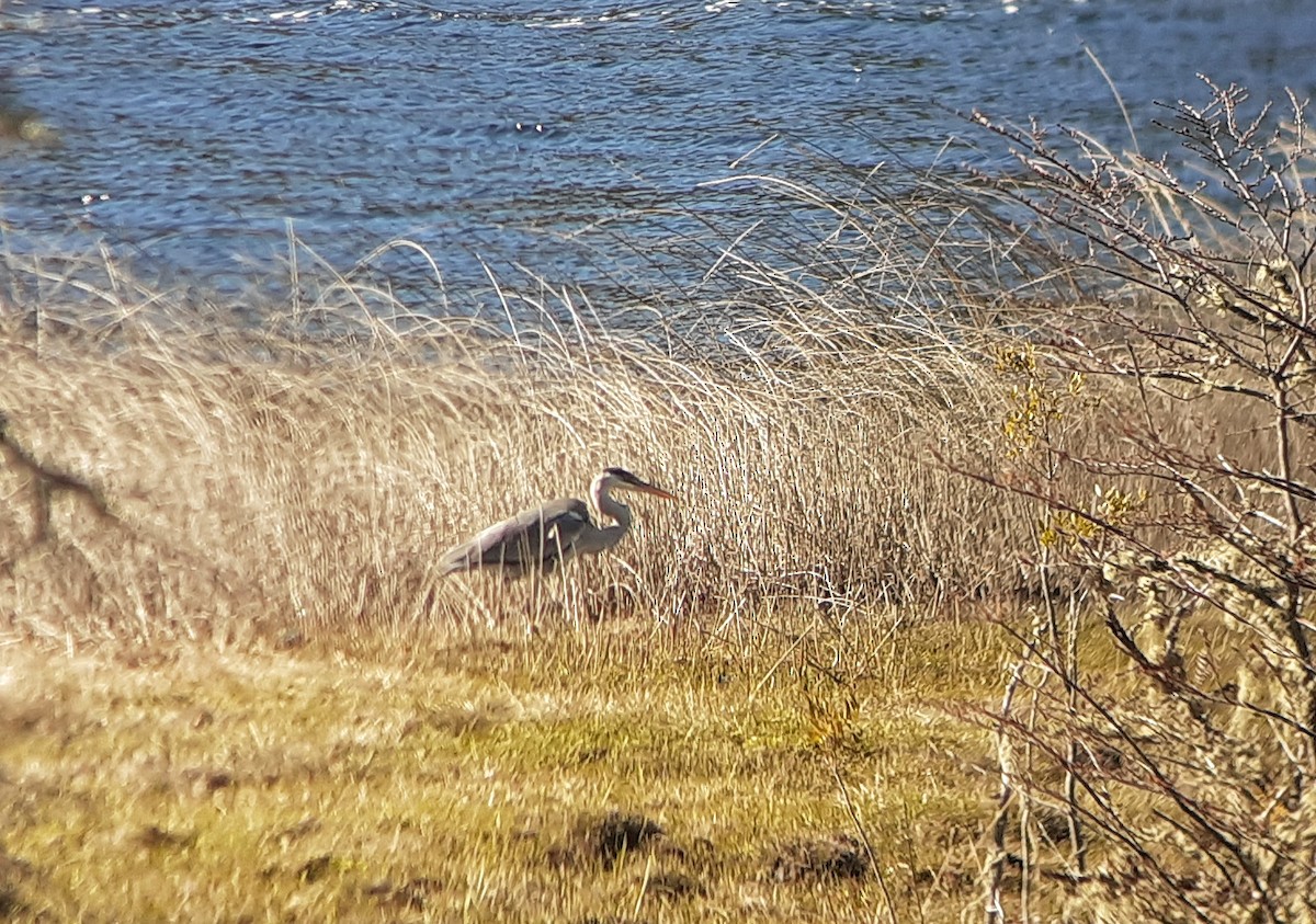 Cocoi Heron - Simón Pla García