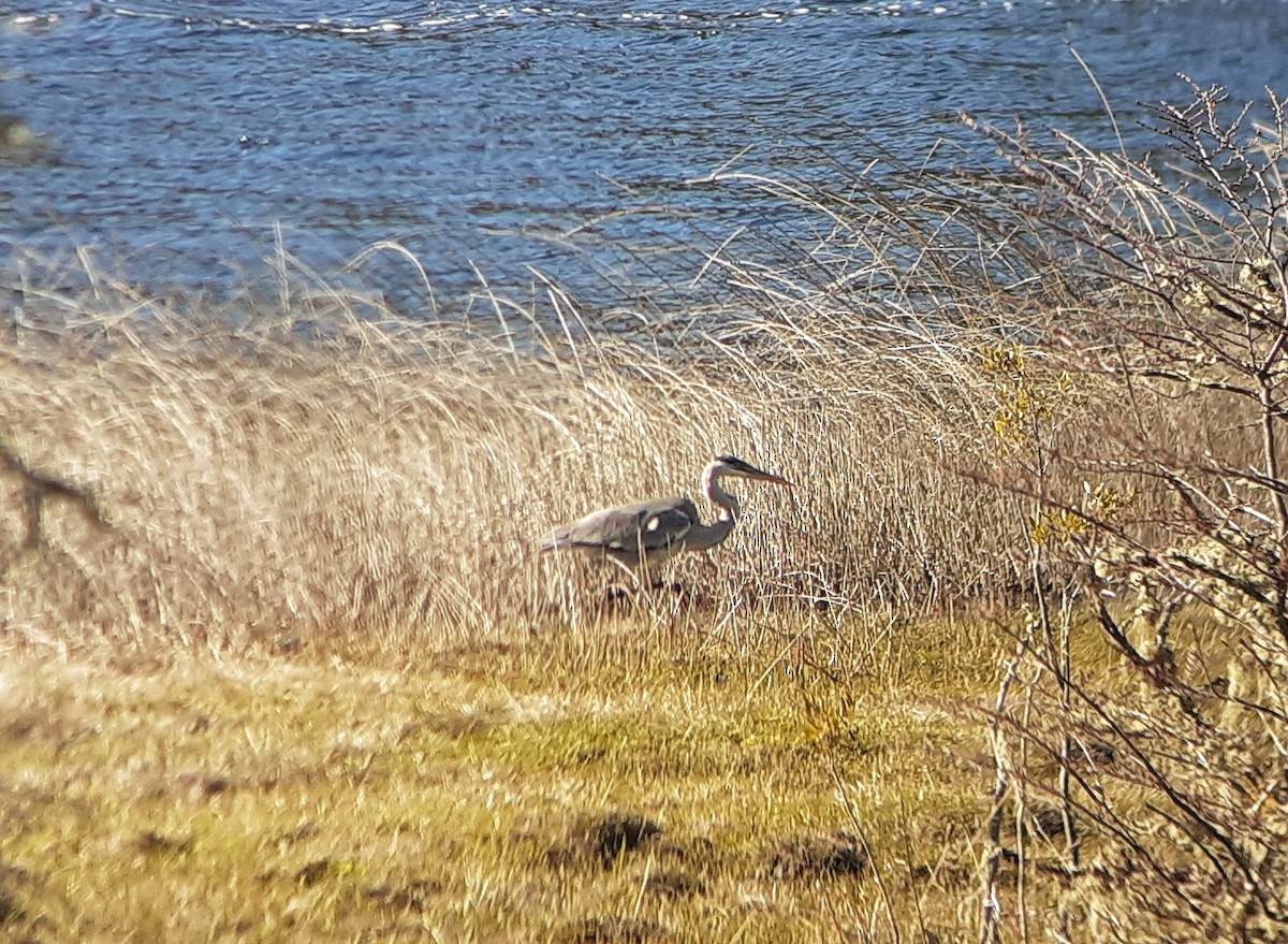 Cocoi Heron - Simón Pla García