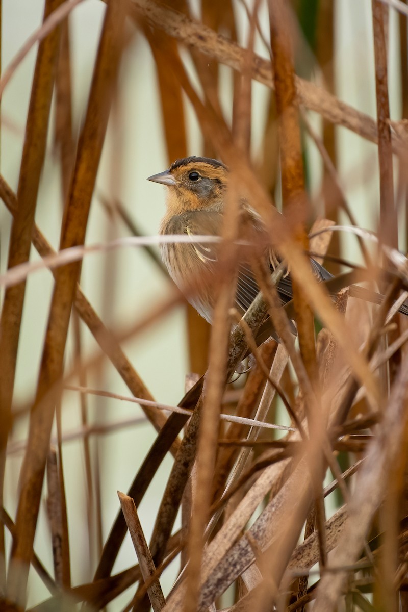 Nelson's Sparrow - ML374805821