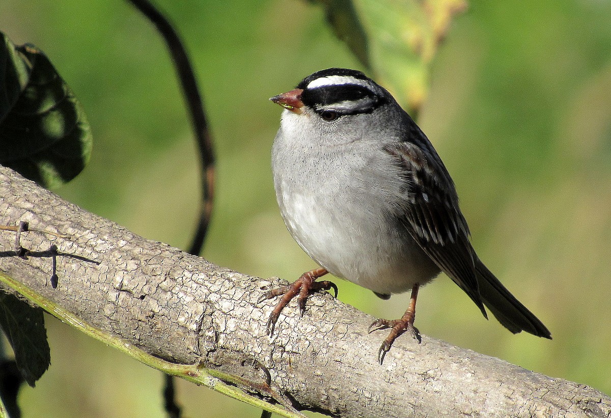 White-crowned Sparrow - ML37480681