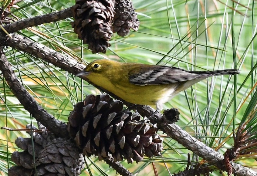 Pine Warbler - ML374807901