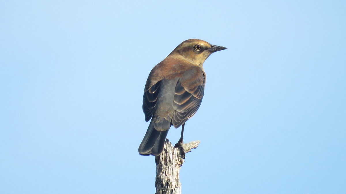 Rusty Blackbird - ML374808871