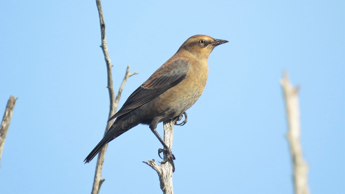 Rusty Blackbird - ML374808891