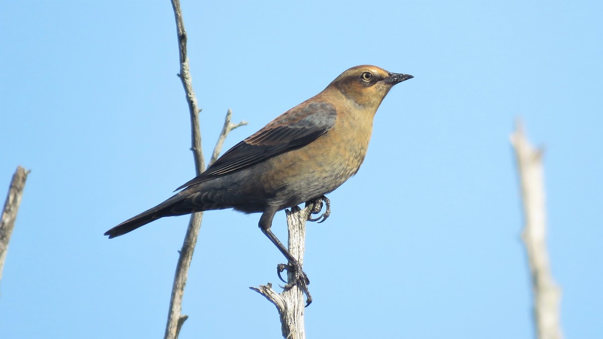 Rusty Blackbird - ML374808911