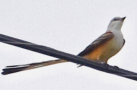 Scissor-tailed Flycatcher - ML374809621