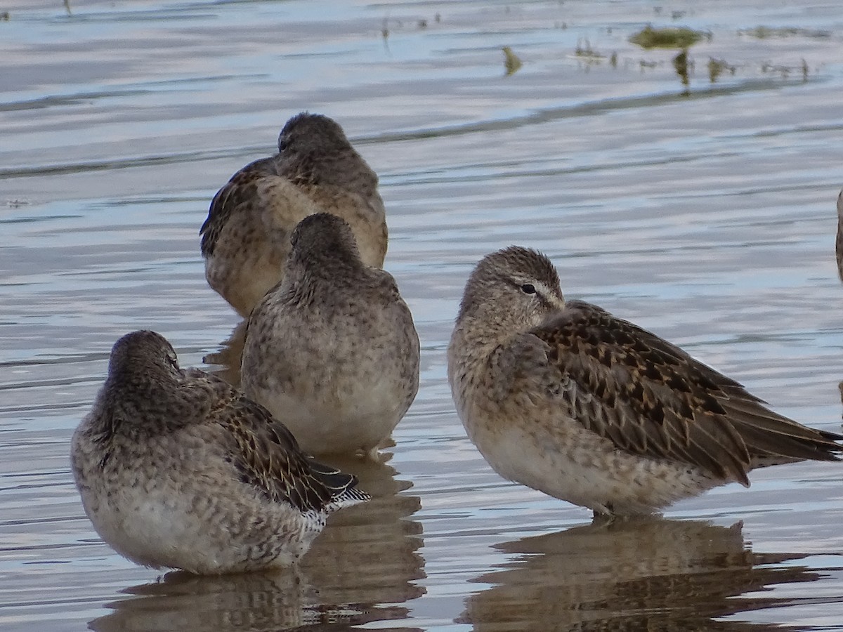 Long-billed Dowitcher - ML374811021