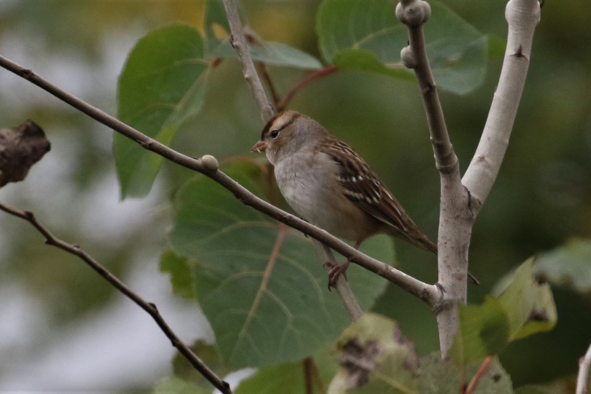 White-crowned Sparrow - ML374812281