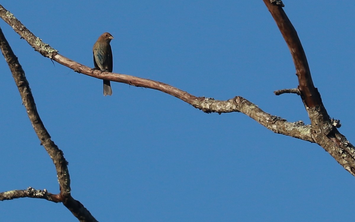 Passerin indigo - ML374815641