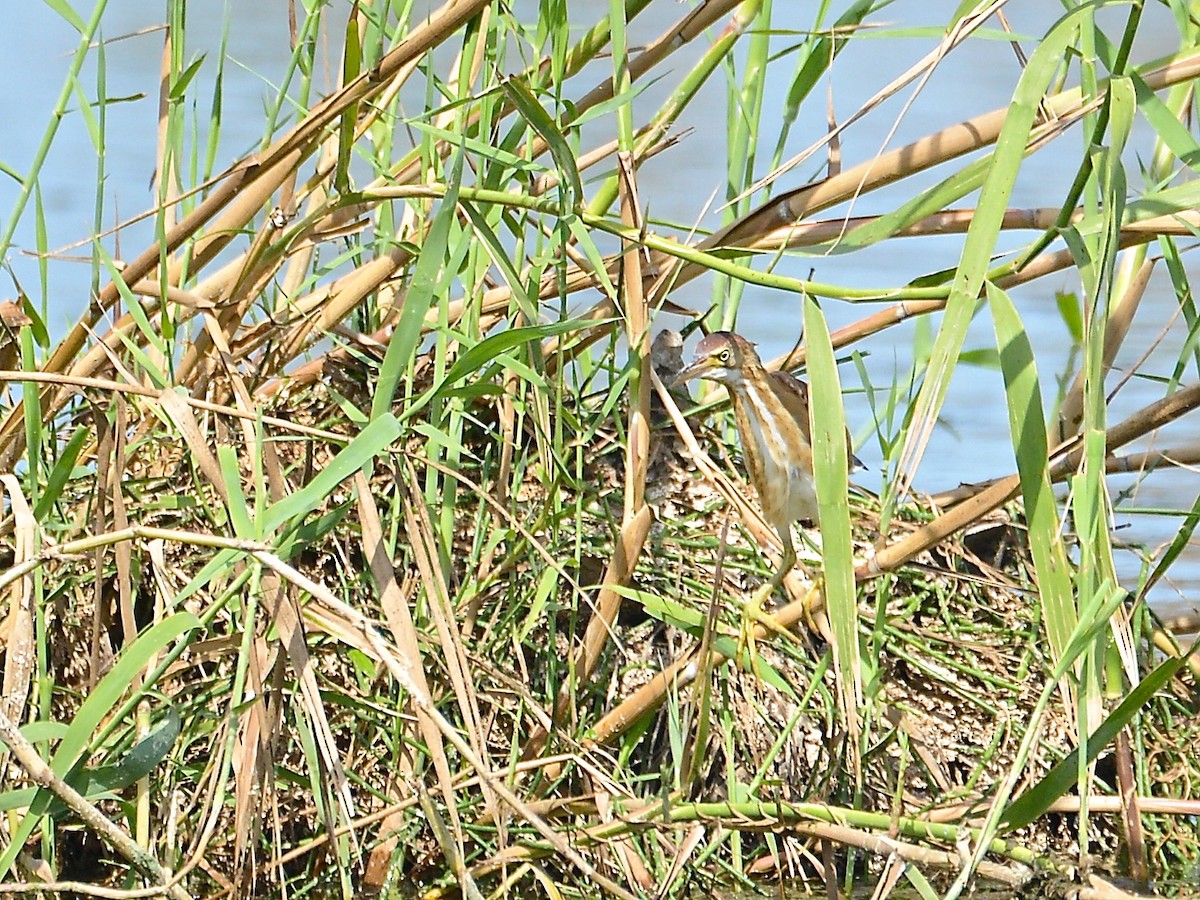 Least Bittern - ML37481601