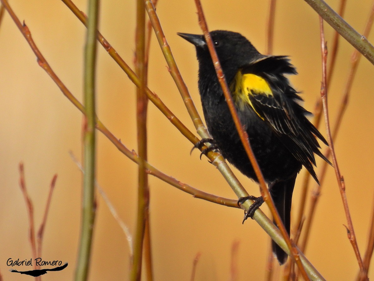 Yellow-winged Blackbird - ML374816561