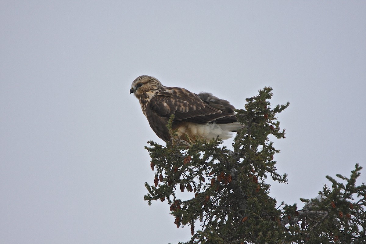 Rough-legged Hawk - ML37481661