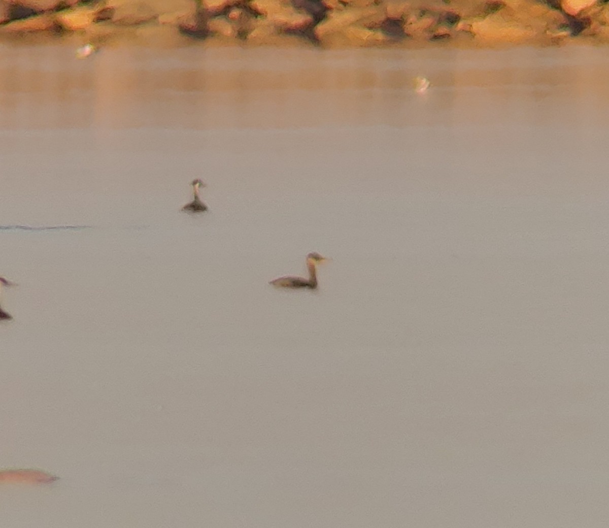 Red-necked Grebe - ML374817911