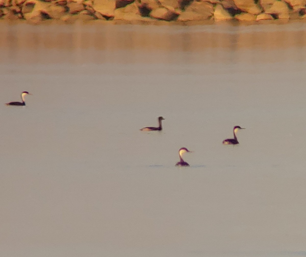 Red-necked Grebe - ML374817951