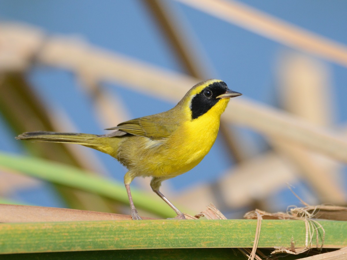 Belding's Yellowthroat - ML37481811