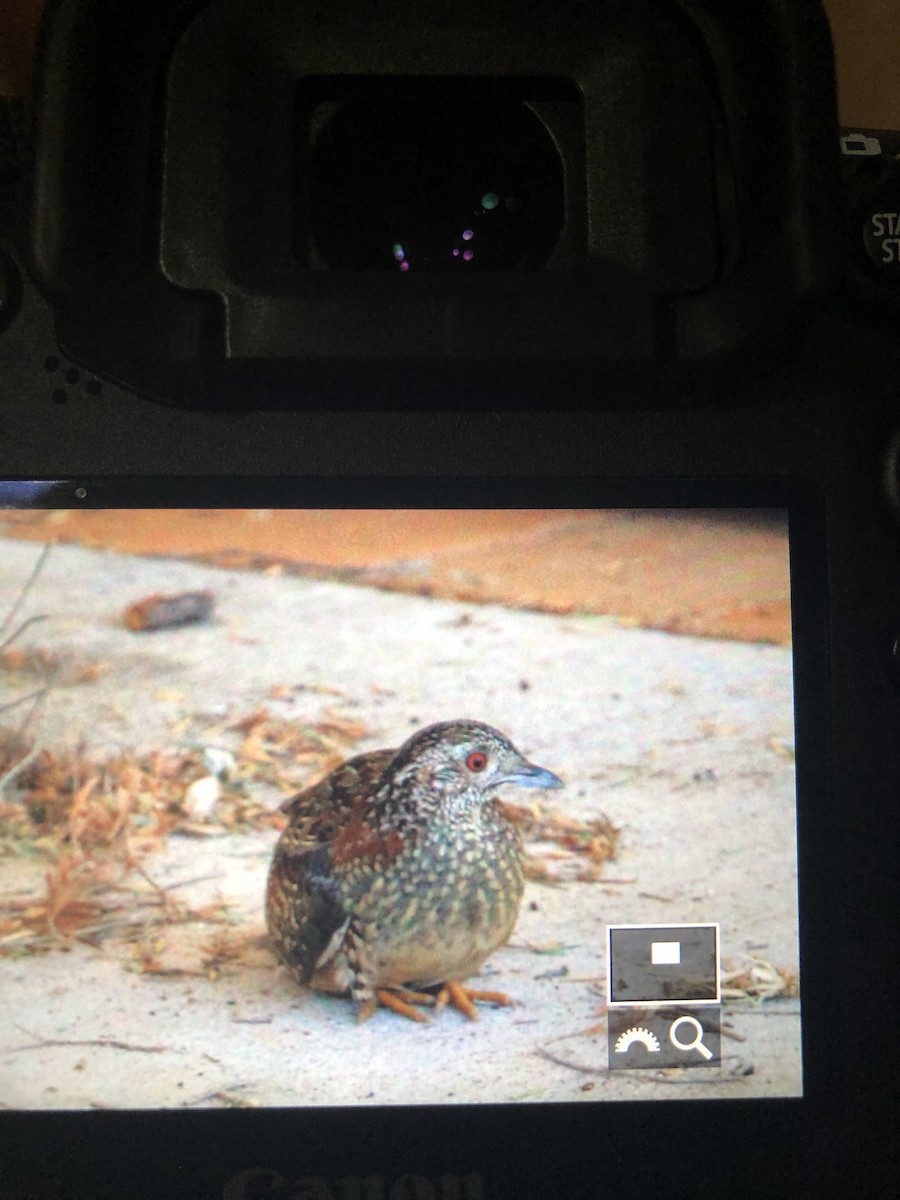 Painted Buttonquail - ML374819591