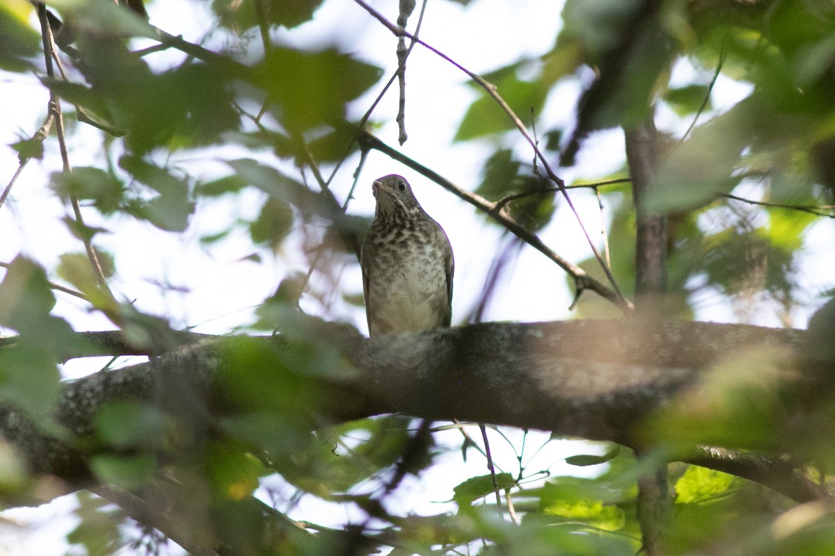 Gray-cheeked Thrush - ML374819601