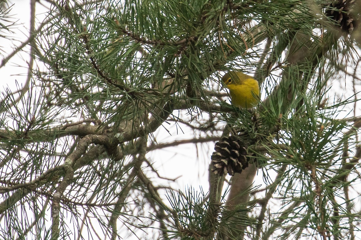 Pine Warbler - ML374821351