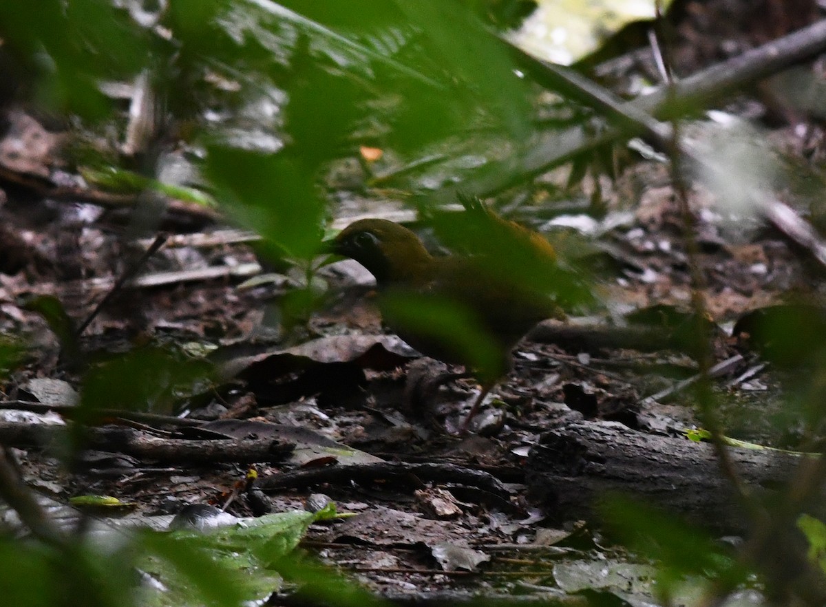 Black-faced Antthrush - Joshua Vandermeulen