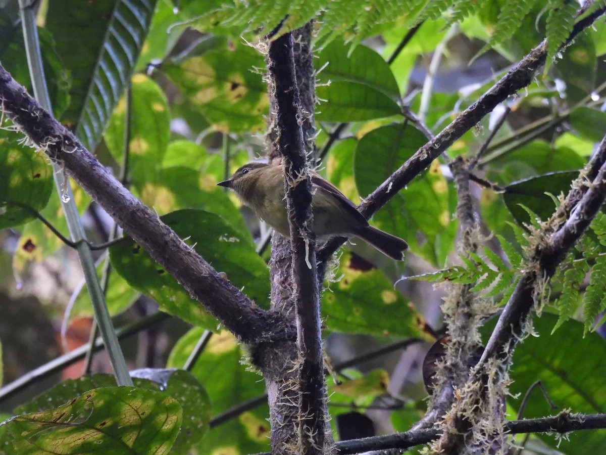 Flavescent Flycatcher - ML374822561