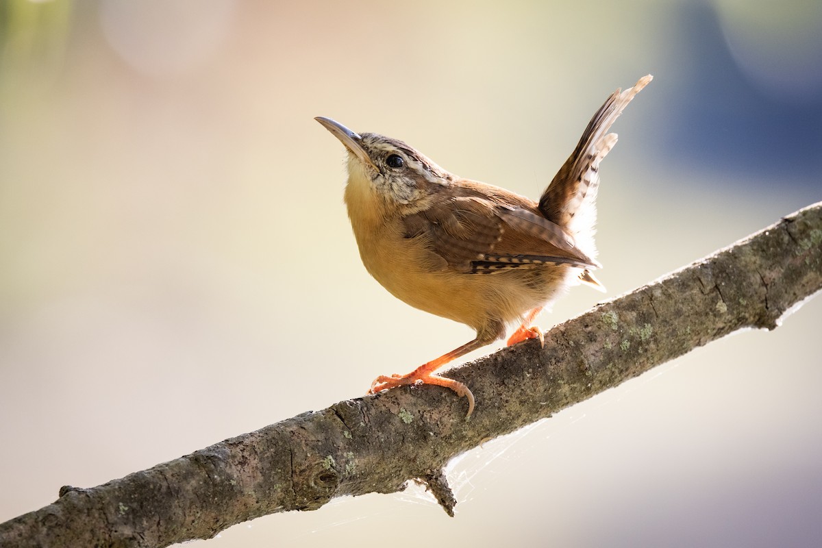 Carolina Wren - ML374822691