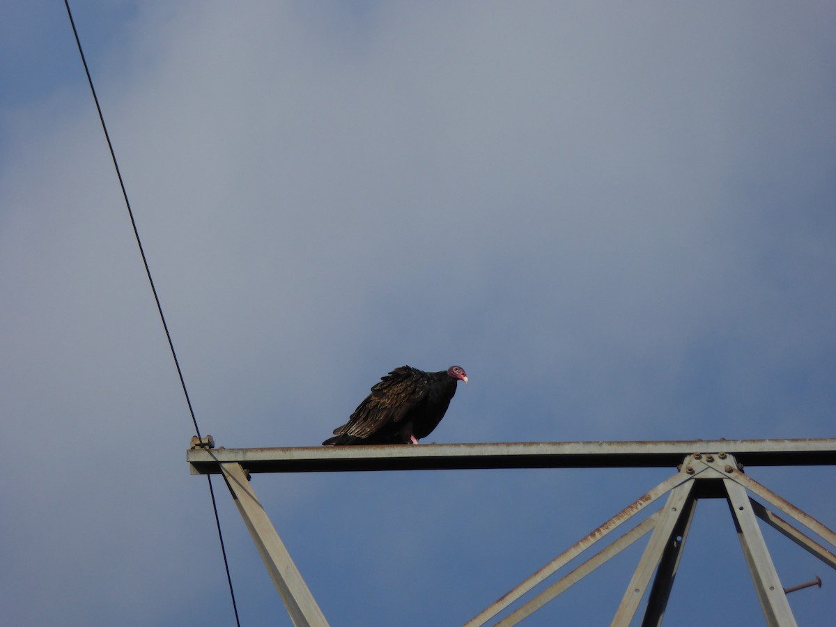 Turkey Vulture - ML374822711