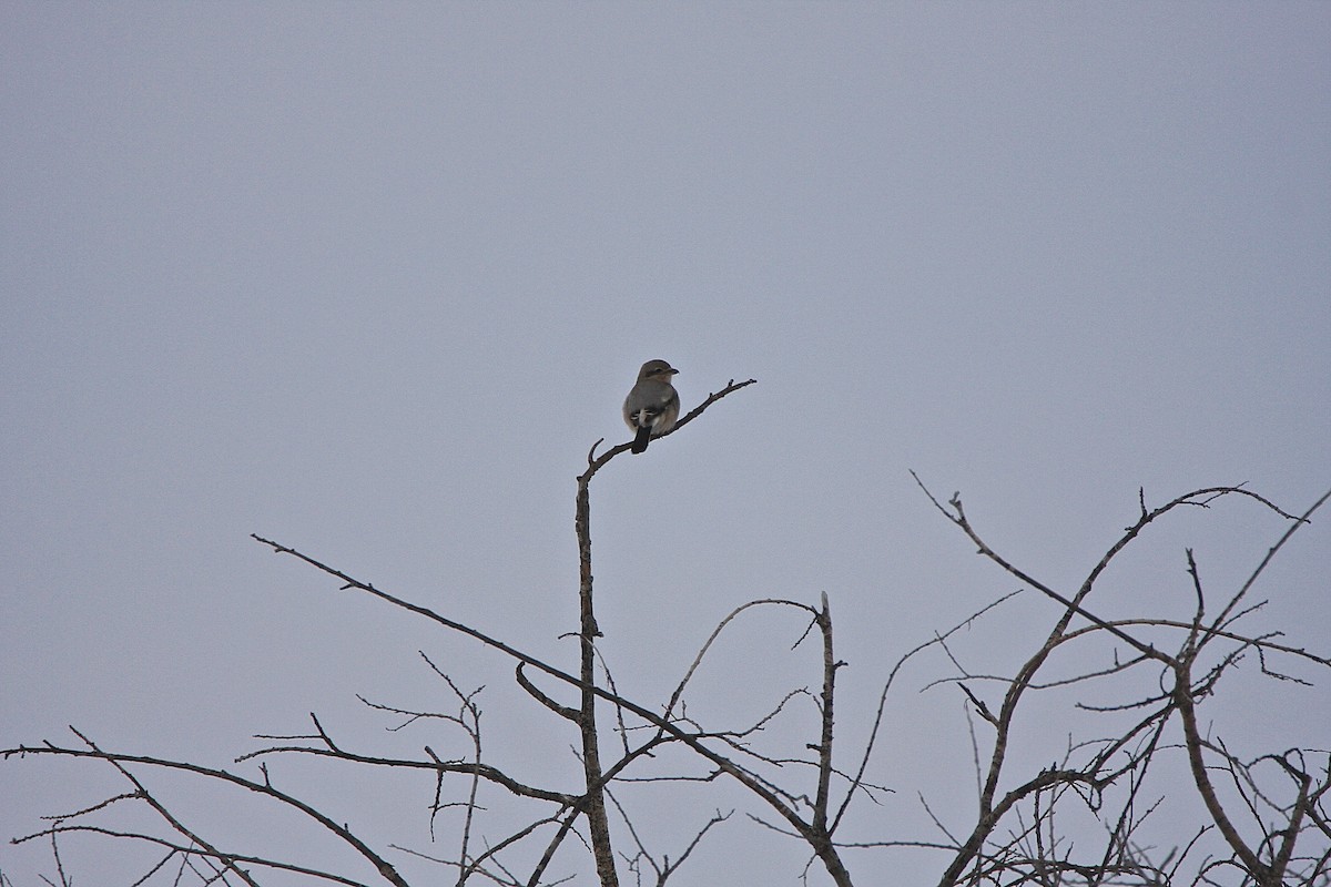 Northern Shrike - ML37482331