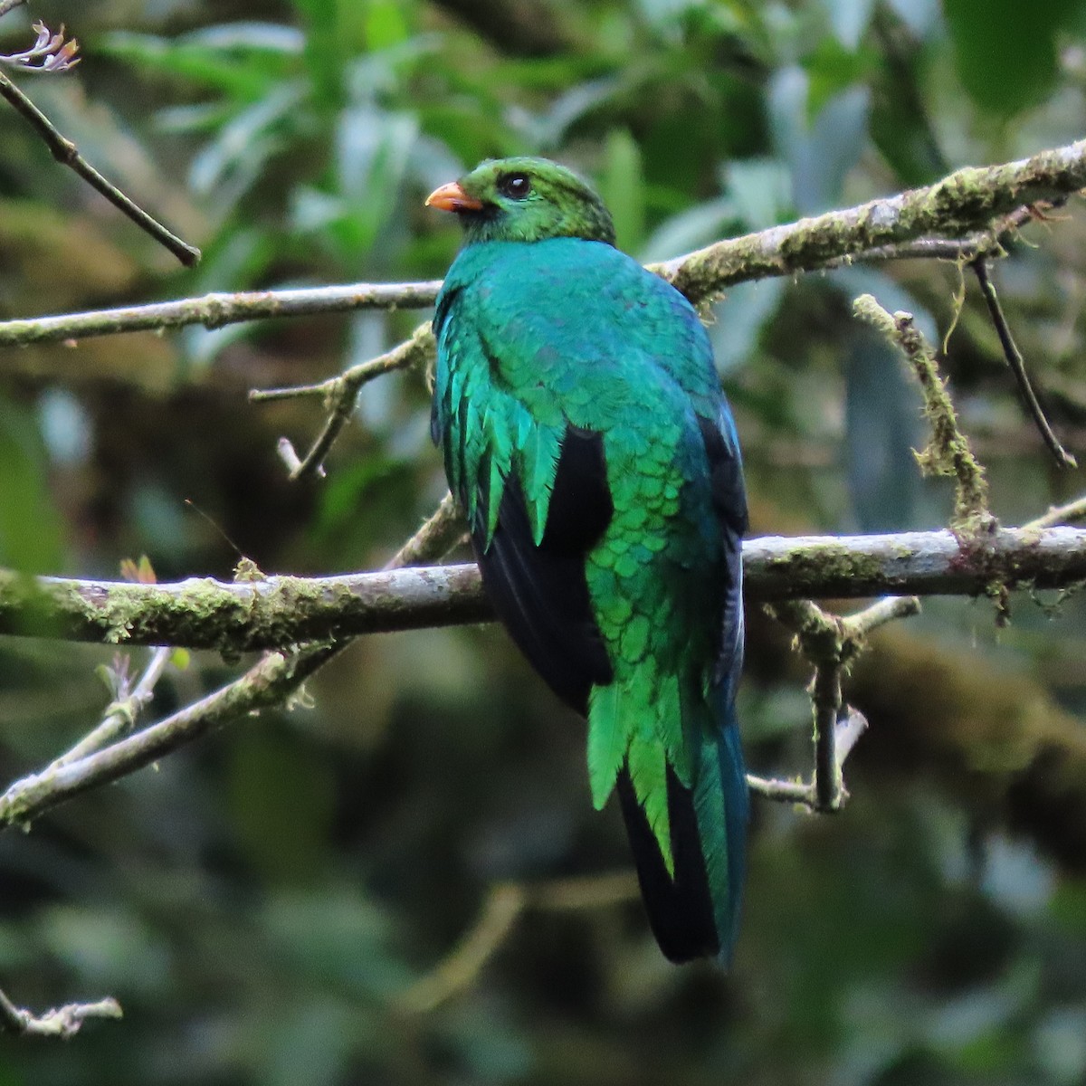 Golden-headed Quetzal - ML374824121