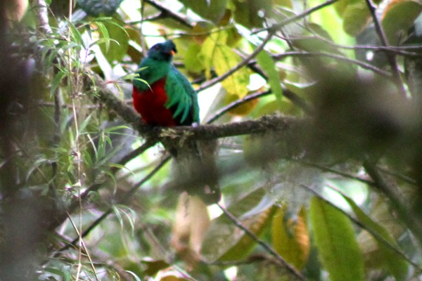 Crested Quetzal - ML37482441