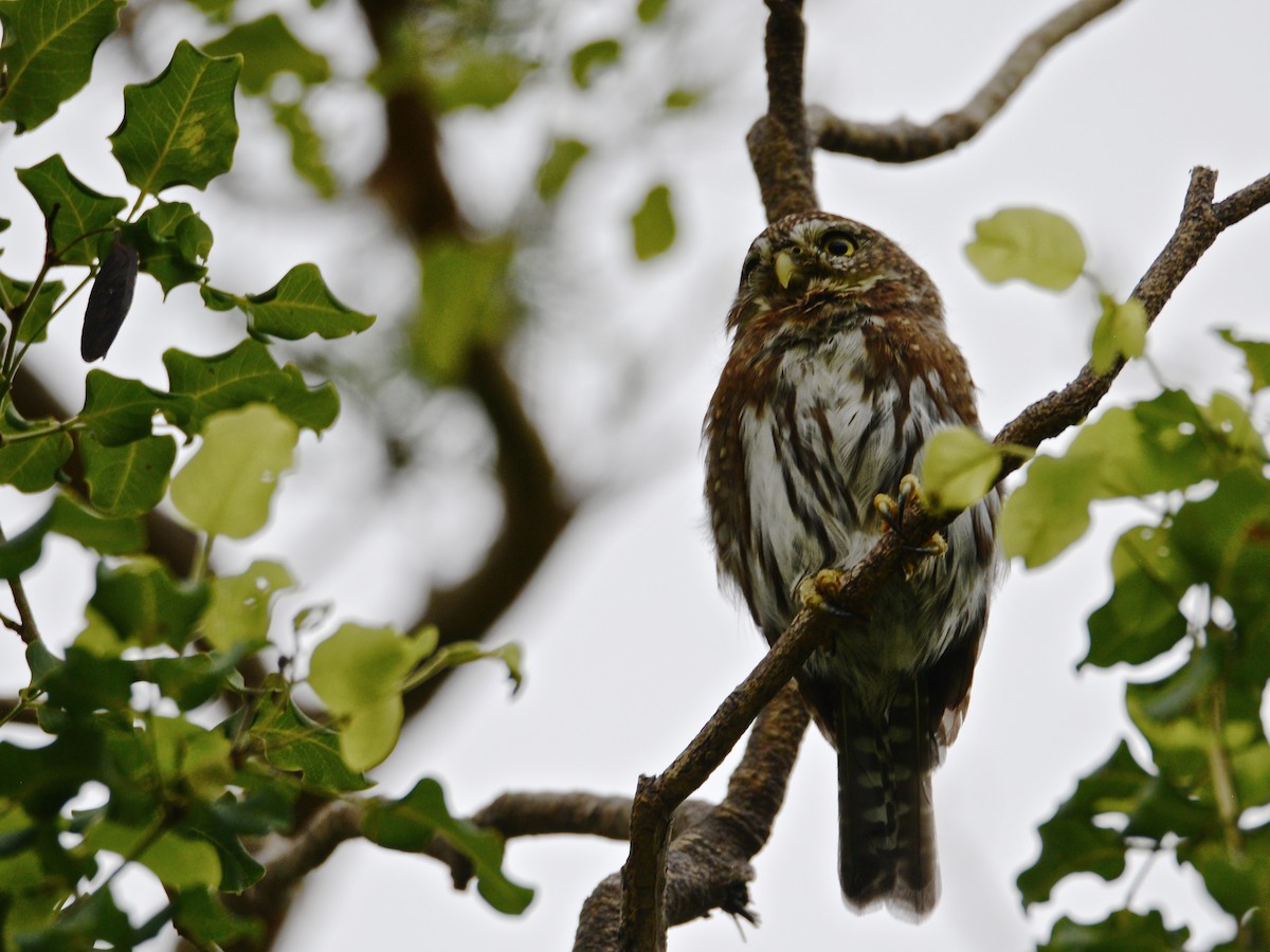 Northern Pygmy-Owl (Cape) - Alan Van Norman