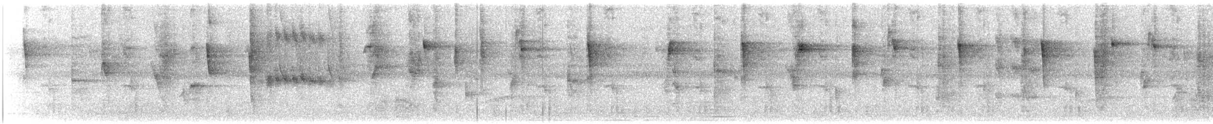 Колібрі-шаблекрил юкатанський (підвид curvipennis) - ML374825001
