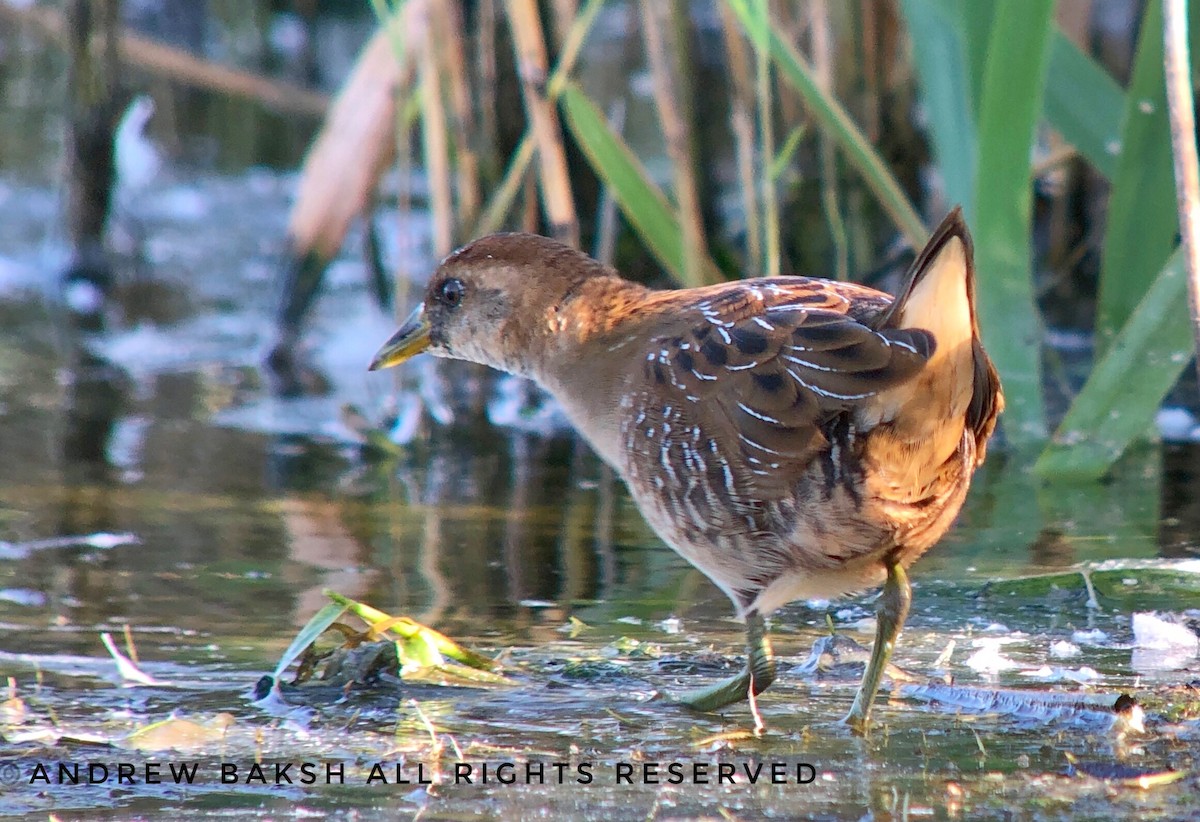 Polluela Sora - ML374825441