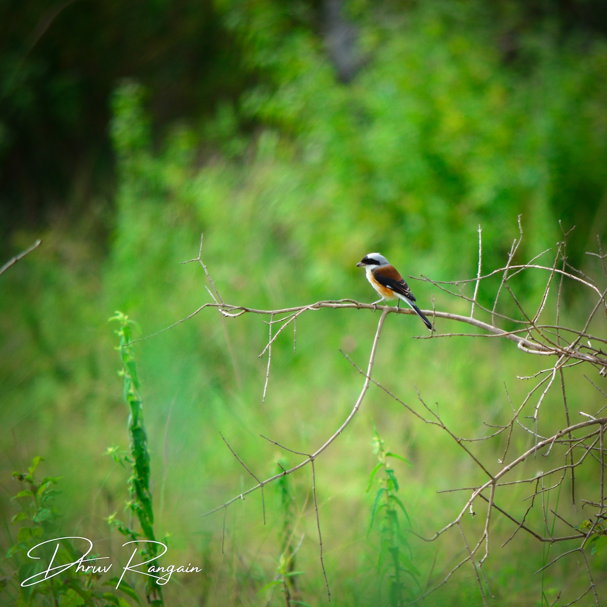 Bay-backed Shrike - ML374825541