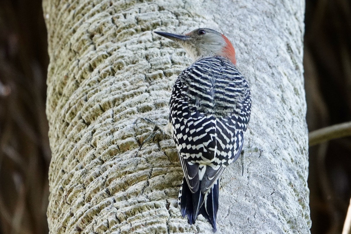 Red-bellied Woodpecker - ML374825941