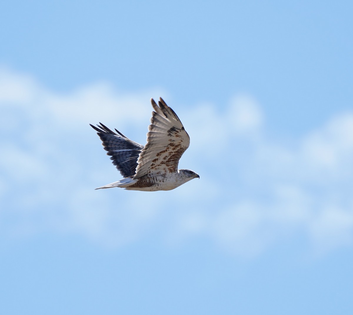 Ferruginous Hawk - ML374826231