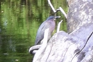 Green Heron - ML374828101