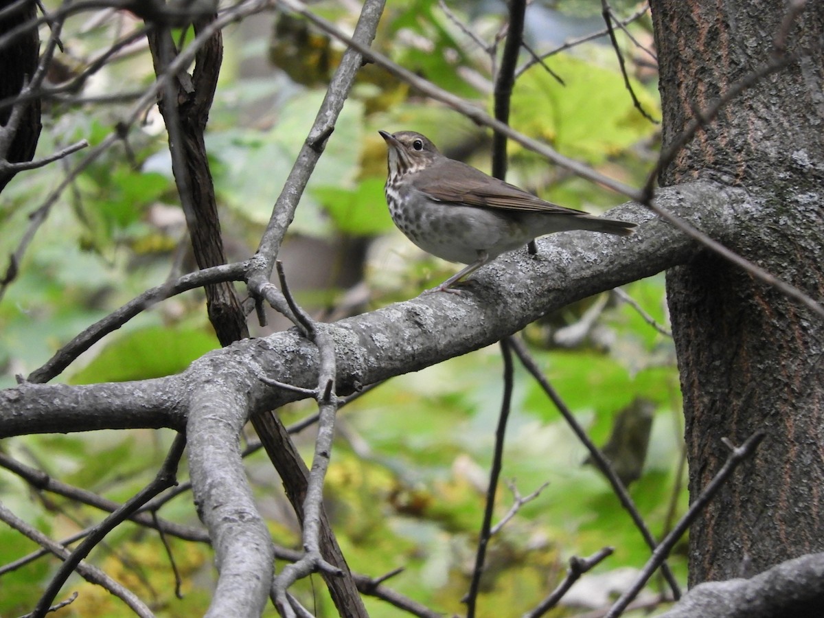 Swainson's Thrush - ML374828251