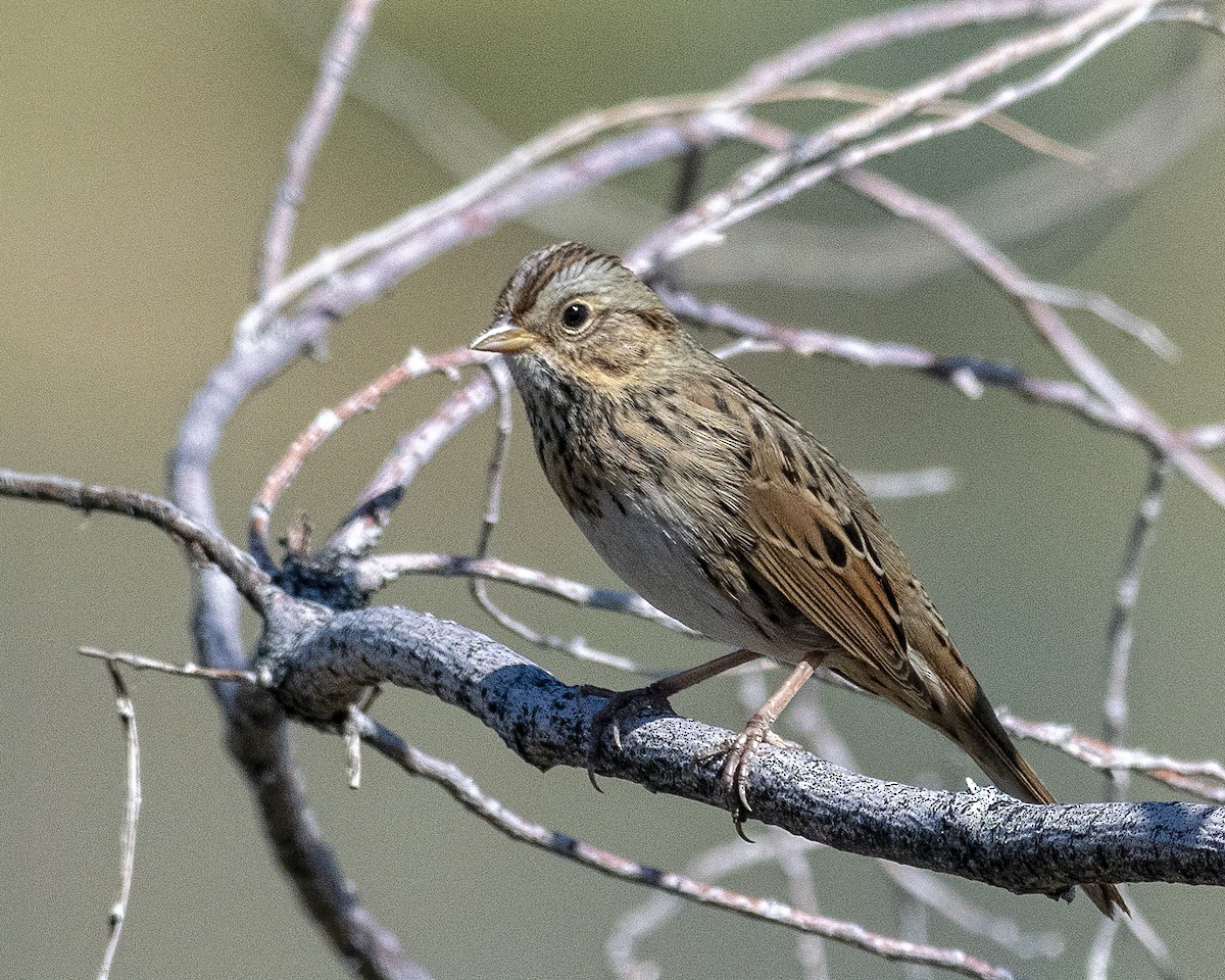 Lincoln's Sparrow - ML374828421