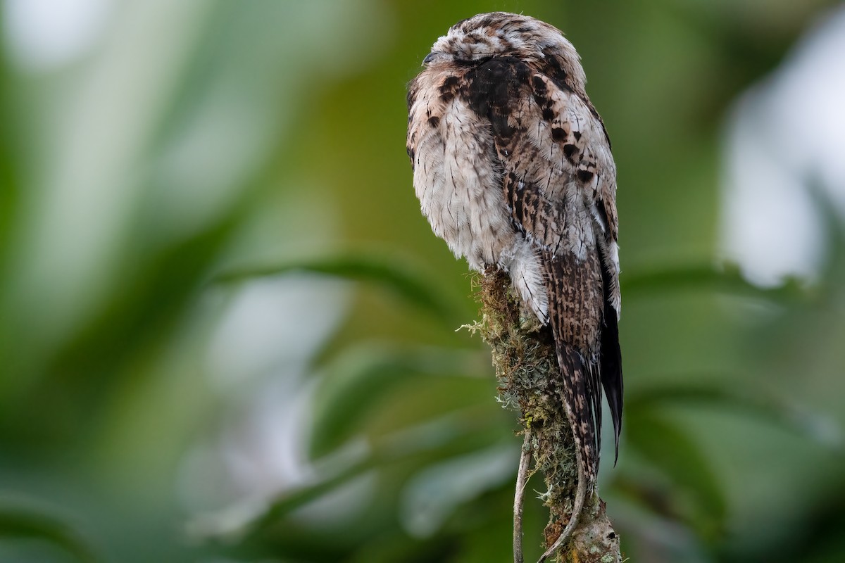 Common Potoo - Ben  Lucking