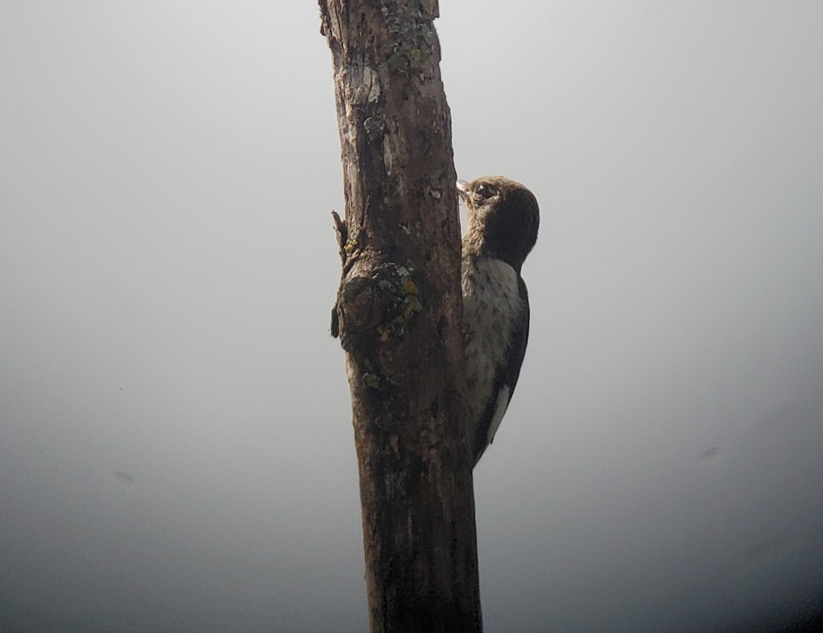 Red-headed Woodpecker - ML374831001