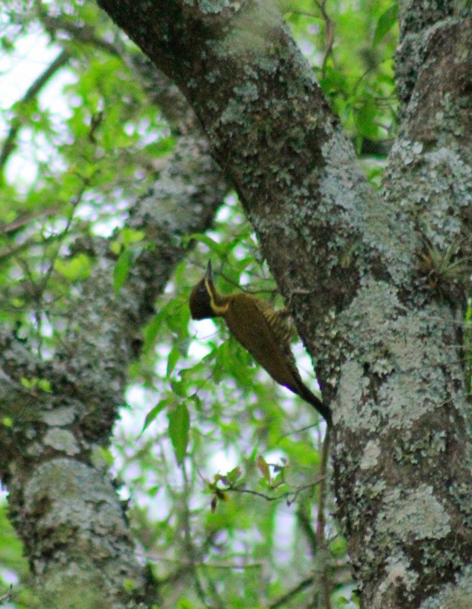 Golden-green Woodpecker - jesus  enrique