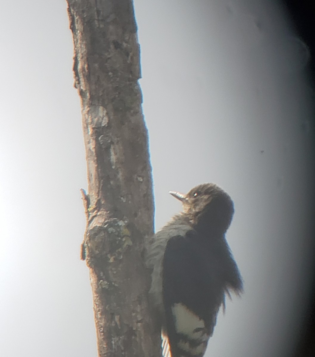 Red-headed Woodpecker - ML374831061