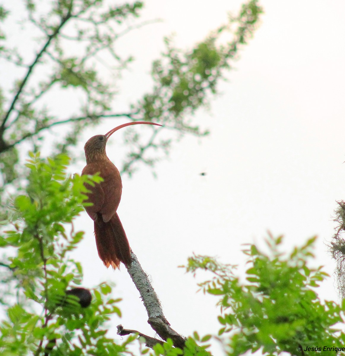 Red-billed Scythebill - ML374831141